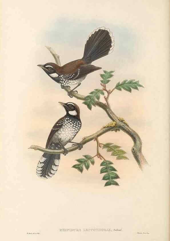 Reproducción/Reproduction 48765673793: The birds of New Guinea and the adjacent Papuan islands. London :Henry Sotheran & Co.,1875-1888.. 