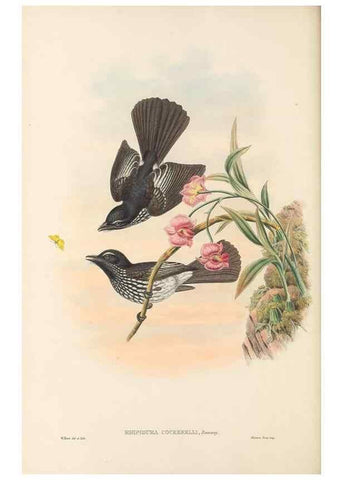 Reproducción/Reproduction 48765674393: The birds of New Guinea and the adjacent Papuan islands. London :Henry Sotheran & Co.,1875-1888.. 