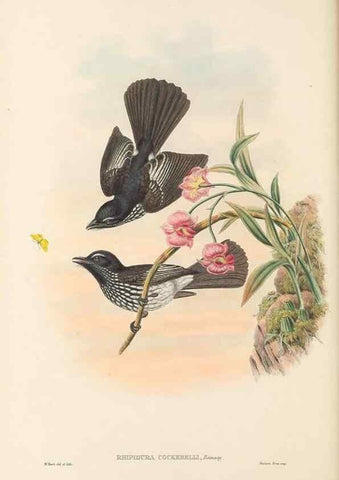 Reproducción/Reproduction 48765674393: The birds of New Guinea and the adjacent Papuan islands. London :Henry Sotheran & Co.,1875-1888.. 