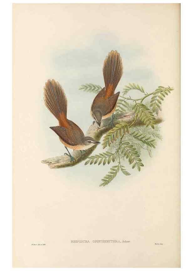 Reproducción/Reproduction 48765674738: The birds of New Guinea and the adjacent Papuan islands. London :Henry Sotheran & Co.,1875-1888.. 