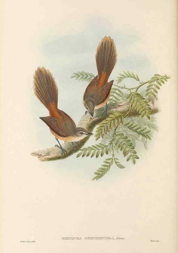 Reproducción/Reproduction 48765674738: The birds of New Guinea and the adjacent Papuan islands. London :Henry Sotheran & Co.,1875-1888.. 