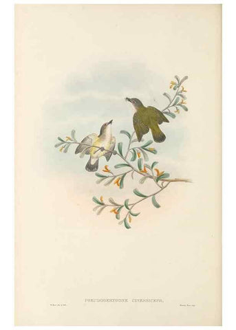 Reproducción/Reproduction 48766201367: The birds of New Guinea and the adjacent Papuan islands. London :Henry Sotheran & Co.,1875-1888.. 