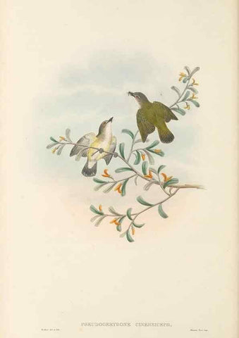 Reproducción/Reproduction 48766201367: The birds of New Guinea and the adjacent Papuan islands. London :Henry Sotheran & Co.,1875-1888.. 