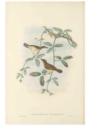 Reproducción/Reproduction 48765668588: The birds of New Guinea and the adjacent Papuan islands. London :Henry Sotheran & Co.,1875-1888.. 