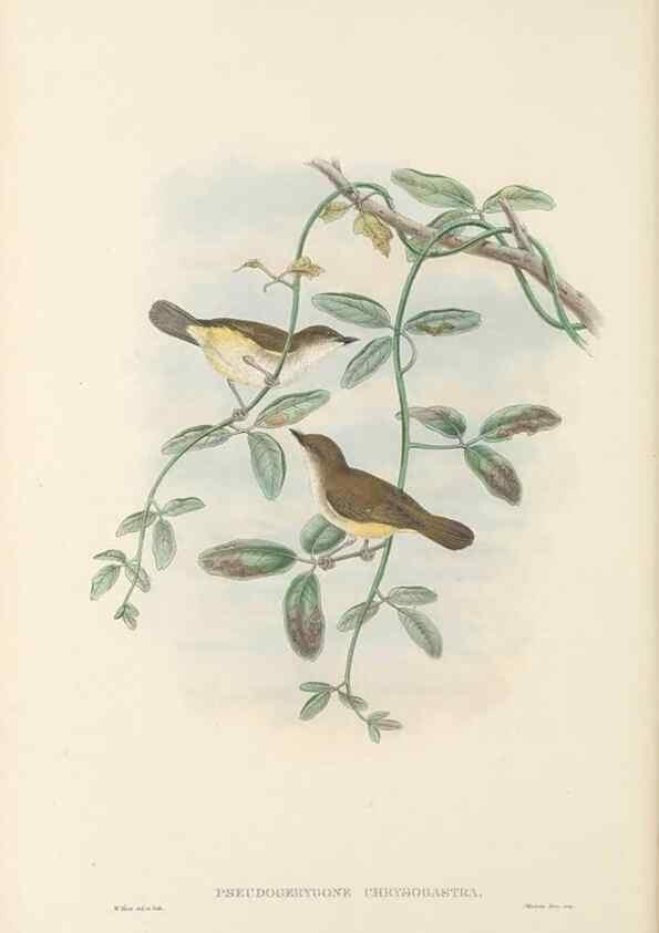 Reproducción/Reproduction 48765668588: The birds of New Guinea and the adjacent Papuan islands. London :Henry Sotheran & Co.,1875-1888.. 