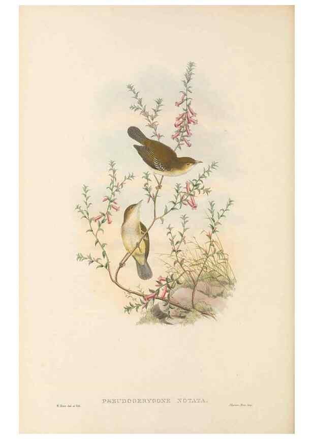Reproducción/Reproduction 48765998616: The birds of New Guinea and the adjacent Papuan islands. London :Henry Sotheran & Co.,1875-1888.. 
