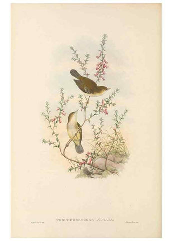 Reproducción/Reproduction 48765998616: The birds of New Guinea and the adjacent Papuan islands. London :Henry Sotheran & Co.,1875-1888.. 