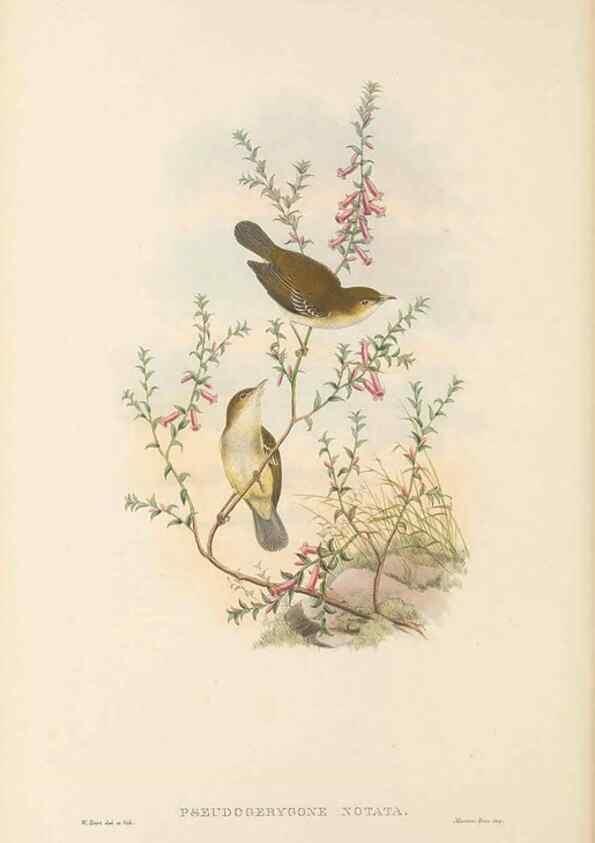 Reproducción/Reproduction 48765998616: The birds of New Guinea and the adjacent Papuan islands. London :Henry Sotheran & Co.,1875-1888.. 