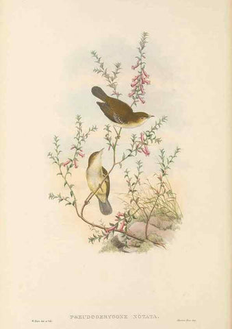 Reproducción/Reproduction 48765998616: The birds of New Guinea and the adjacent Papuan islands. London :Henry Sotheran & Co.,1875-1888.. 