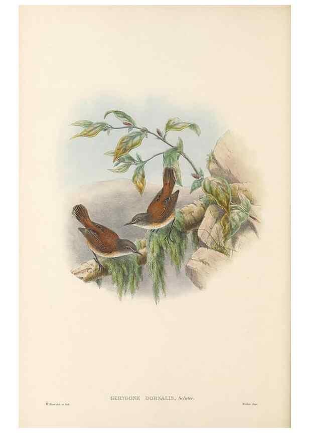 Reproducción/Reproduction 48766200072: The birds of New Guinea and the adjacent Papuan islands. London :Henry Sotheran & Co.,1875-1888.. 