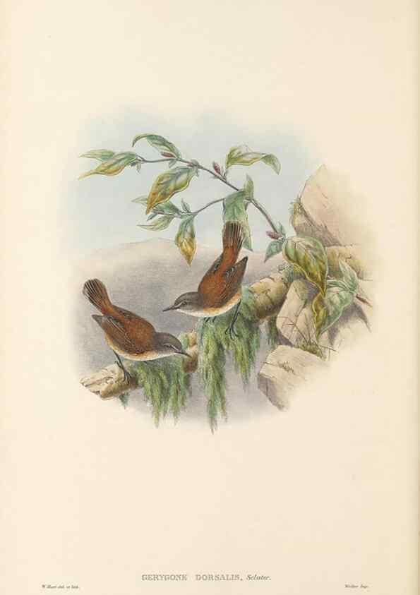 Reproducción/Reproduction 48766200072: The birds of New Guinea and the adjacent Papuan islands. London :Henry Sotheran & Co.,1875-1888.. 
