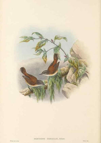 Reproducción/Reproduction 48766200072: The birds of New Guinea and the adjacent Papuan islands. London :Henry Sotheran & Co.,1875-1888.. 