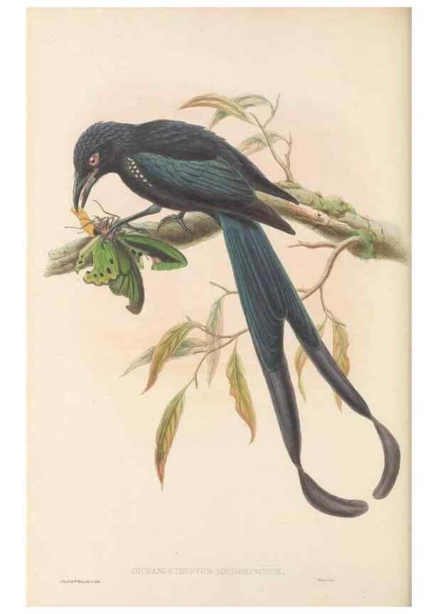 Reproducción/Reproduction 48765565828: The birds of New Guinea and the adjacent Papuan islands. London :Henry Sotheran & Co.,1875-1888.. 
