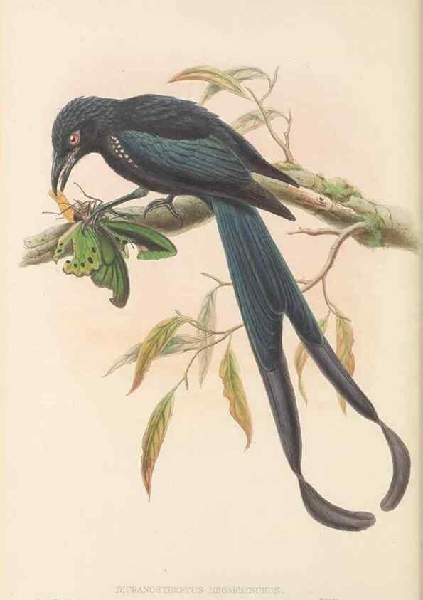 Reproducción/Reproduction 48765565828: The birds of New Guinea and the adjacent Papuan islands. London :Henry Sotheran & Co.,1875-1888.. 