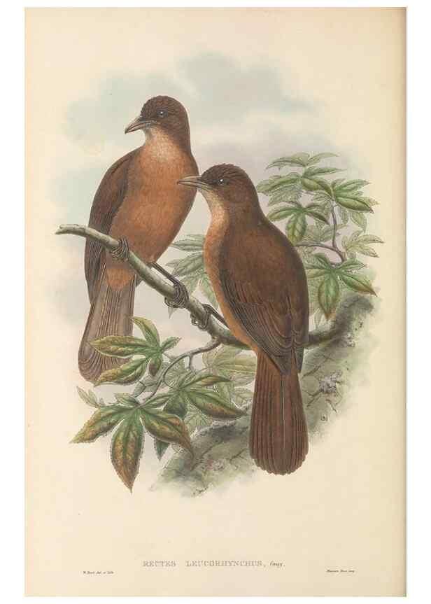 Reproducción/Reproduction 48765896836: The birds of New Guinea and the adjacent Papuan islands. London :Henry Sotheran & Co.,1875-1888.. 