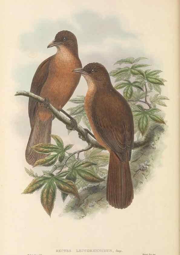Reproducción/Reproduction 48765896836: The birds of New Guinea and the adjacent Papuan islands. London :Henry Sotheran & Co.,1875-1888.. 