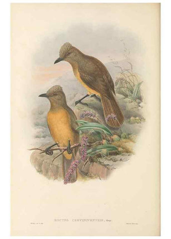 Reproducción/Reproduction 48765897166: The birds of New Guinea and the adjacent Papuan islands. London :Henry Sotheran & Co.,1875-1888.. 