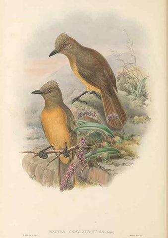 Reproducción/Reproduction 48765897166: The birds of New Guinea and the adjacent Papuan islands. London :Henry Sotheran & Co.,1875-1888.. 
