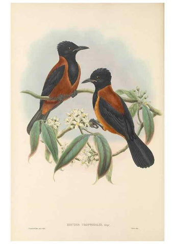 Reproducción/Reproduction 48765897486: The birds of New Guinea and the adjacent Papuan islands. London :Henry Sotheran & Co.,1875-1888.. 