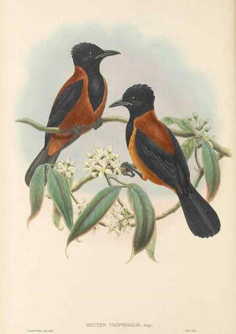 Reproducción/Reproduction 48765897486: The birds of New Guinea and the adjacent Papuan islands. London :Henry Sotheran & Co.,1875-1888.. 