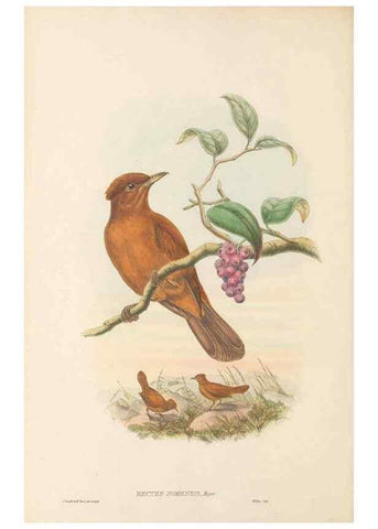 Reproducción/Reproduction 48765897741: The birds of New Guinea and the adjacent Papuan islands. London :Henry Sotheran & Co.,1875-1888.. 