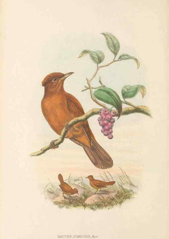 Reproducción/Reproduction 48765897741: The birds of New Guinea and the adjacent Papuan islands. London :Henry Sotheran & Co.,1875-1888.. 