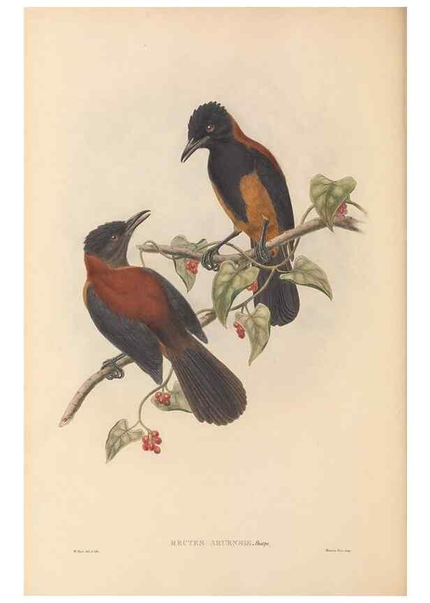 Reproducción/Reproduction 48765567423: The birds of New Guinea and the adjacent Papuan islands. London :Henry Sotheran & Co.,1875-1888.. 