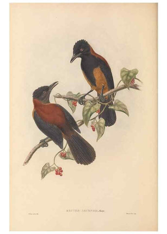 Reproducción/Reproduction 48765567423: The birds of New Guinea and the adjacent Papuan islands. London :Henry Sotheran & Co.,1875-1888.. 