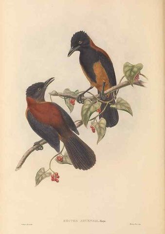 Reproducción/Reproduction 48765567423: The birds of New Guinea and the adjacent Papuan islands. London :Henry Sotheran & Co.,1875-1888.. 