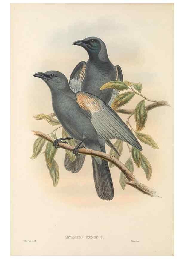 Reproducción/Reproduction 48765988631: The birds of New Guinea and the adjacent Papuan islands. London :Henry Sotheran & Co.,1875-1888.. 