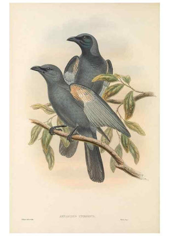 Reproducción/Reproduction 48765988631: The birds of New Guinea and the adjacent Papuan islands. London :Henry Sotheran & Co.,1875-1888.. 