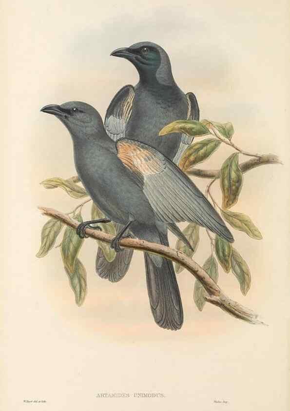 Reproducción/Reproduction 48765988631: The birds of New Guinea and the adjacent Papuan islands. London :Henry Sotheran & Co.,1875-1888.. 