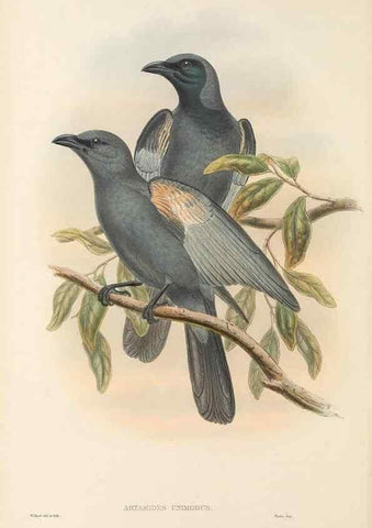 Reproducción/Reproduction 48765988631: The birds of New Guinea and the adjacent Papuan islands. London :Henry Sotheran & Co.,1875-1888.. 