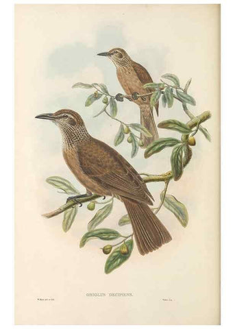 Reproducción/Reproduction 48766096147: The birds of New Guinea and the adjacent Papuan islands. London :Henry Sotheran & Co.,1875-1888.. 