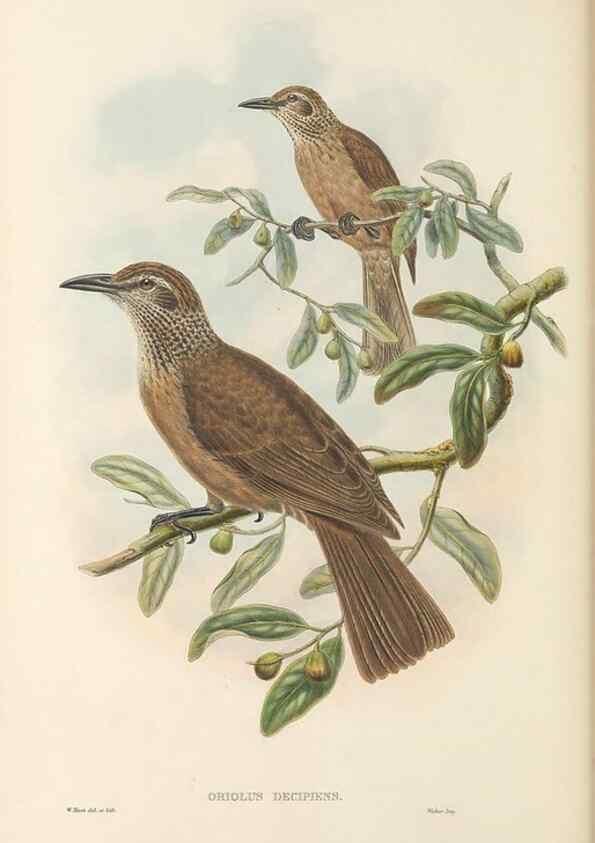 Reproducción/Reproduction 48766096147: The birds of New Guinea and the adjacent Papuan islands. London :Henry Sotheran & Co.,1875-1888.. 