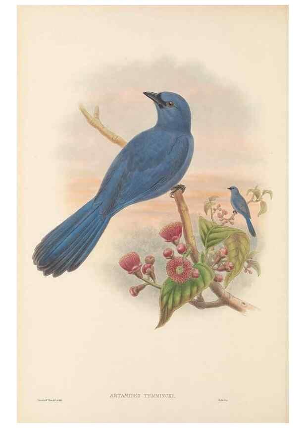 Reproducción/Reproduction 48766191057: The birds of New Guinea and the adjacent Papuan islands. London :Henry Sotheran & Co.,1875-1888.. 