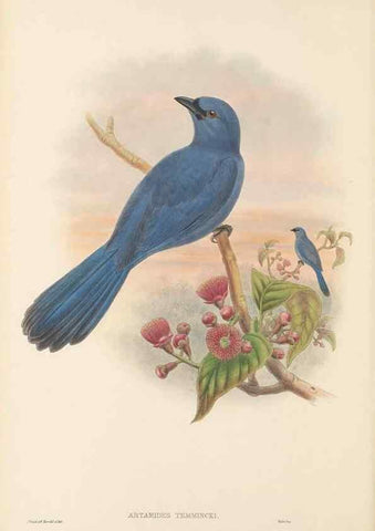 Reproducción/Reproduction 48766191057: The birds of New Guinea and the adjacent Papuan islands. London :Henry Sotheran & Co.,1875-1888.. 