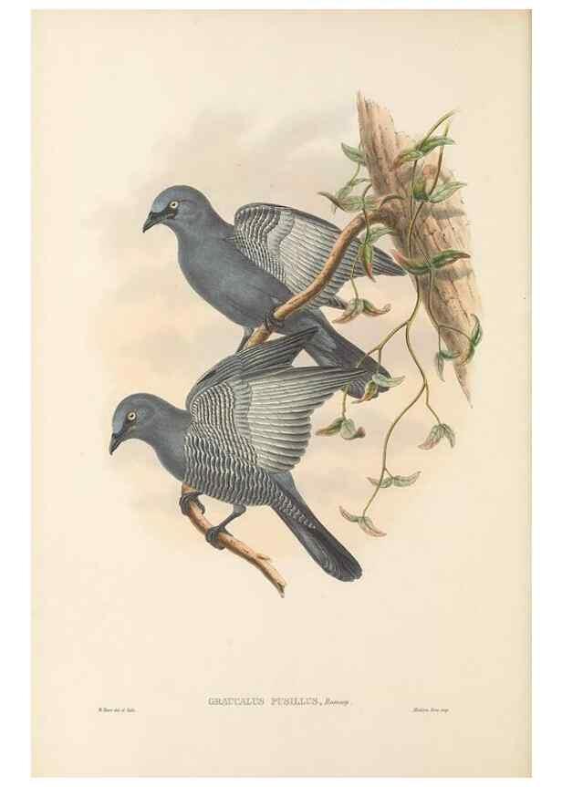 Reproducción/Reproduction 48765659758: The birds of New Guinea and the adjacent Papuan islands. London :Henry Sotheran & Co.,1875-1888.. 