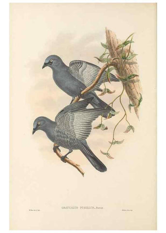 Reproducción/Reproduction 48765659758: The birds of New Guinea and the adjacent Papuan islands. London :Henry Sotheran & Co.,1875-1888.. 