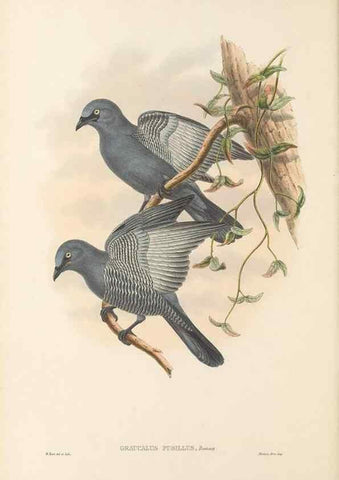 Reproducción/Reproduction 48765659758: The birds of New Guinea and the adjacent Papuan islands. London :Henry Sotheran & Co.,1875-1888.. 