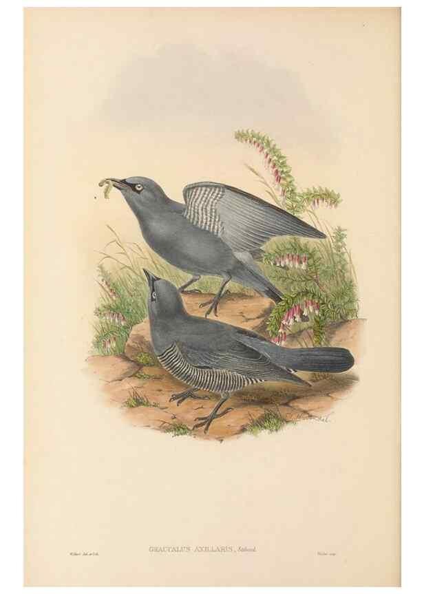 Reproducción/Reproduction 48765990386: The birds of New Guinea and the adjacent Papuan islands. London :Henry Sotheran & Co.,1875-1888.. 