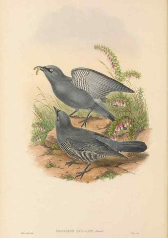 Reproducción/Reproduction 48765990386: The birds of New Guinea and the adjacent Papuan islands. London :Henry Sotheran & Co.,1875-1888.. 