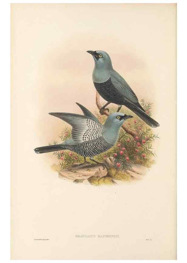 Reproducción/Reproduction 48766193047: The birds of New Guinea and the adjacent Papuan islands. London :Henry Sotheran & Co.,1875-1888.. 