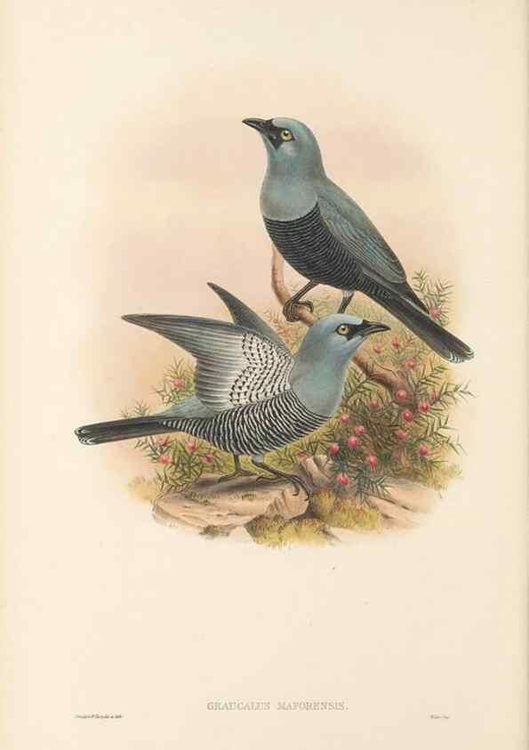 Reproducción/Reproduction 48766193047: The birds of New Guinea and the adjacent Papuan islands. London :Henry Sotheran & Co.,1875-1888.. 