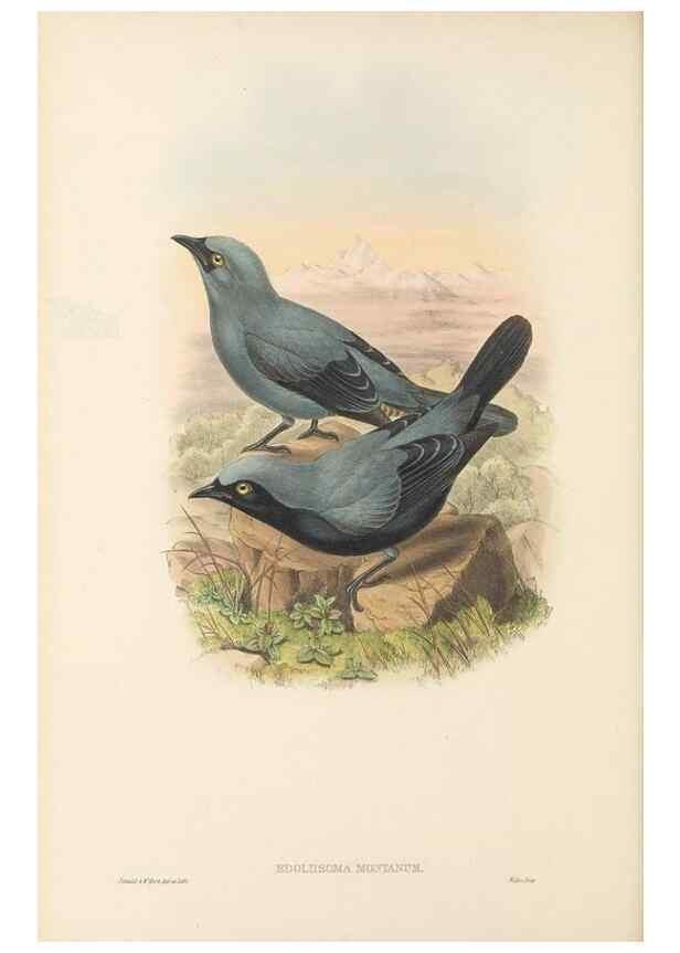 Reproducción/Reproduction 48766197242: The birds of New Guinea and the adjacent Papuan islands. London :Henry Sotheran & Co.,1875-1888.. 