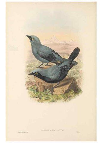 Reproducción/Reproduction 48766197242: The birds of New Guinea and the adjacent Papuan islands. London :Henry Sotheran & Co.,1875-1888.. 
