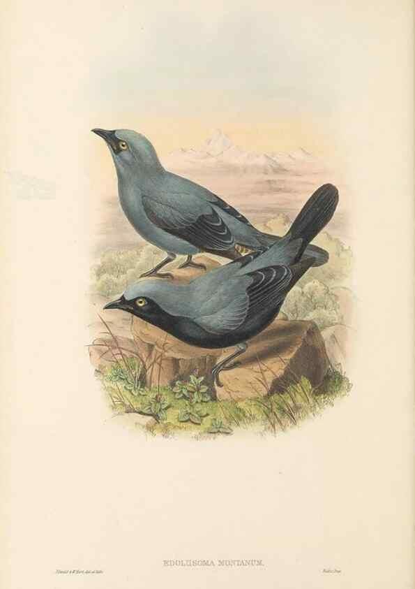 Reproducción/Reproduction 48766197242: The birds of New Guinea and the adjacent Papuan islands. London :Henry Sotheran & Co.,1875-1888.. 