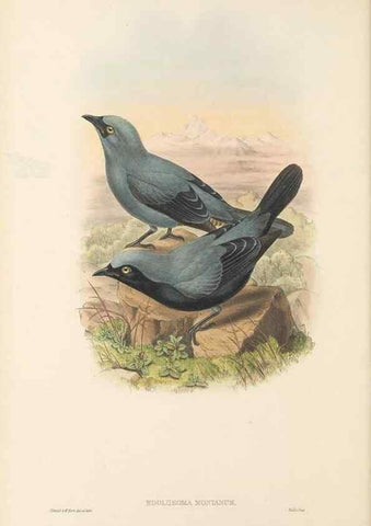 Reproducción/Reproduction 48766197242: The birds of New Guinea and the adjacent Papuan islands. London :Henry Sotheran & Co.,1875-1888.. 