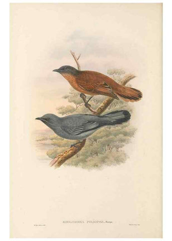 Reproducción/Reproduction 48765665508: The birds of New Guinea and the adjacent Papuan islands. London :Henry Sotheran & Co.,1875-1888.. 