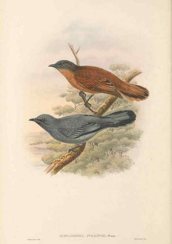 Reproducción/Reproduction 48765665508: The birds of New Guinea and the adjacent Papuan islands. London :Henry Sotheran & Co.,1875-1888.. 